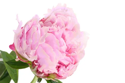 Изображение розовых пионов: доступные варианты размеров и форматов
