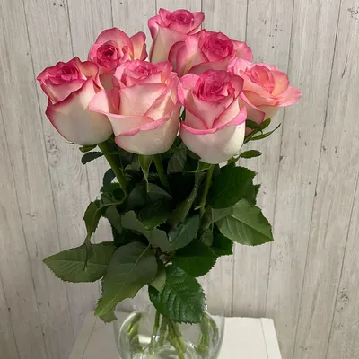 Исключительные фотографии розовых роз: скачайте их в нужном вам формате