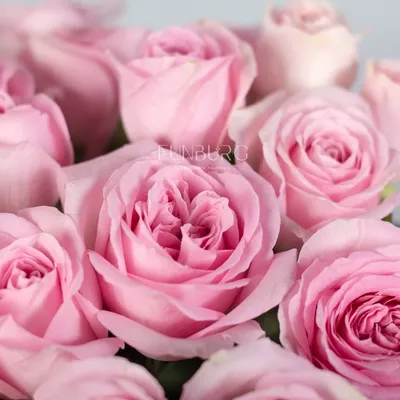 Уникальные фотографии розовых роз в разных форматых для вашего выбора