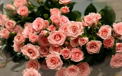 Розовые розы в различных форматах: выбирайте подходящий для вас