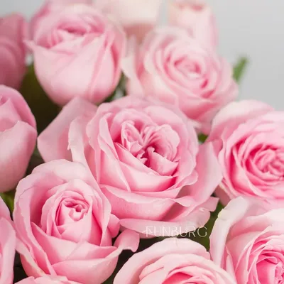 Фото розовых роз в разных размерах и форматах для вашего удобства