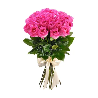 Идеальные снимки розовых роз для вашего дизайна или исторической коллекции