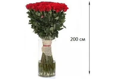 Фотография, изображение Розы 2 метра: выберите желаемый формат и размер