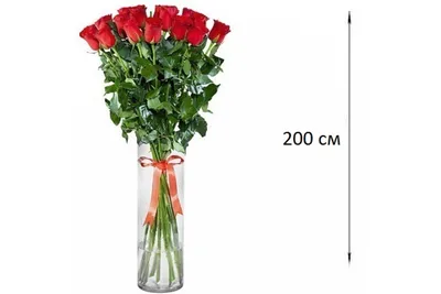 Изображение, фото розы Розы 2 метра: выберите формат и размер для скачивания