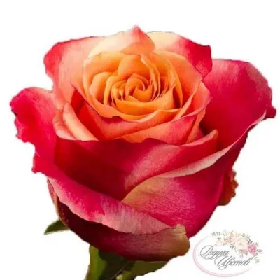 Изумительные 3D розы для скачивания в формате jpg