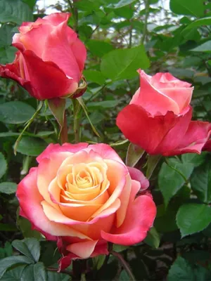 Красивые розы в высоком разрешении