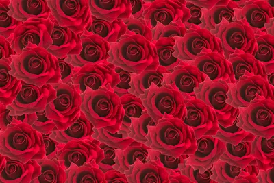 Удивительные фото роз в формате png для скачивания