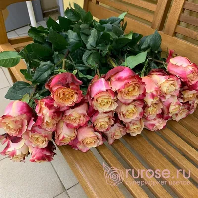 Фото роз с превосходным качеством изображения