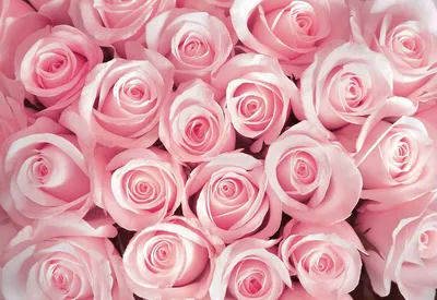 Удивительные фото роз в формате png для вашей галереи