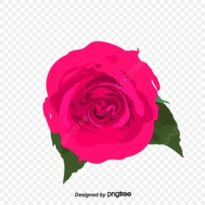 Фото роз в формате png с потрясающей глубиной красок