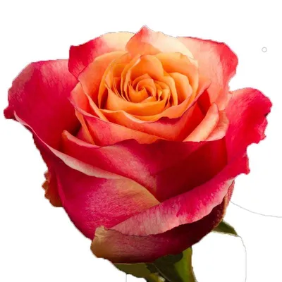 Восхитительные изображения роз для скачивания