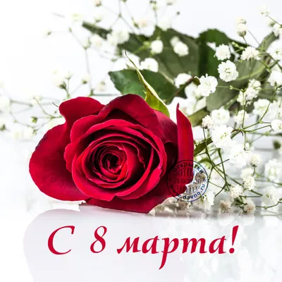 Фото роз - идеальный подарок к 8 марта