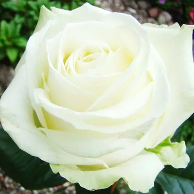 Фото розы аваланж с возможностью выбора размера