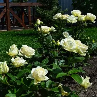 Фотография розы аваланж в качественном разрешении