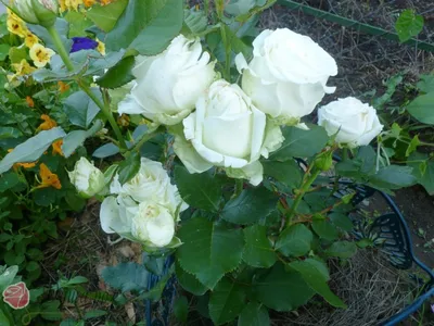 Фото розы аваланж для использования в социальных сетях