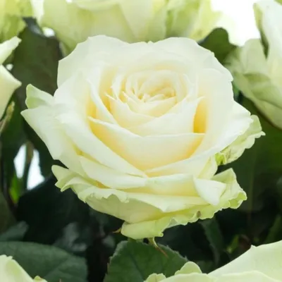 Фото розы аваланж: прекрасное изображение для фона