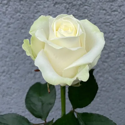 Фотография розы аваланж в высоком разрешении