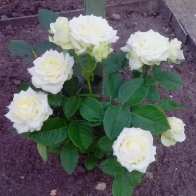 Фотка розы аваланж в высоком качестве для вашего блога