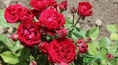 Розы без шипов сорта: фото в разных форматах и размерах