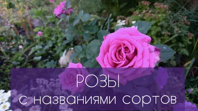 [43+] Розы без шипов сорта фото