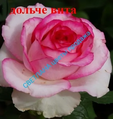 Удивительная картинка розы чайного цвета в формате jpg