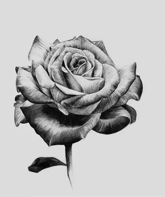 Фото розы в черно-белом стиле