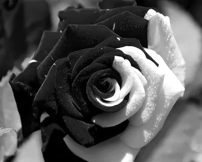 Изображение розы в монохромном исполнении