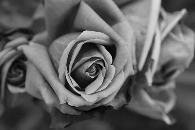 Разные размеры черно-белой фотографии розы