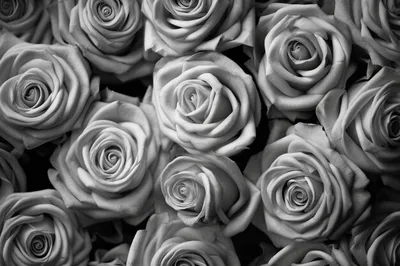 Фотка розы: монохромная красота