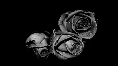 Черно-белое изображение розы в разных размерах