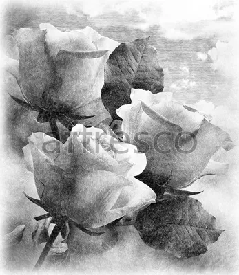 Черно-белая роза на изображении для скачивания