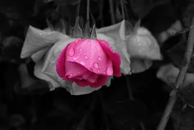 Изображение розы в черно-белых тонах, доступные форматы
