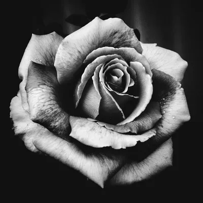 Фотография черно-белой розы
