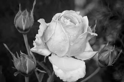 Фотография черно-белой розы в разных размерах