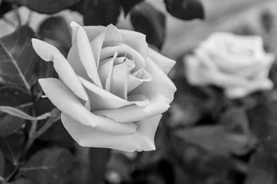 Черно-белая фотка розы для скачивания