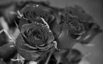 Фото розы в черно-белом исполнении в разных форматах