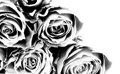 Размеры черно-белой фотографии розы для скачивания