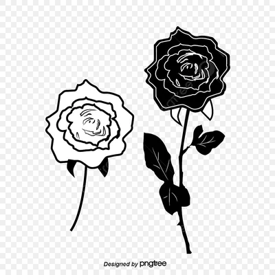 Черно-белая роза на изображении разных размеров