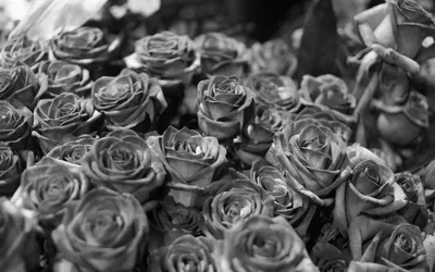 Монохромная фотография розы: разные форматы