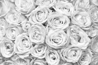 Черно-белая роза на фото