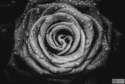 Роза в черно-белом формате изображения
