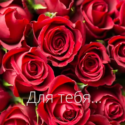 Изображение розы в формате jpg
