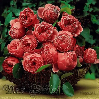 Stunning Rose Pictures for Your Perfect Wallpaper