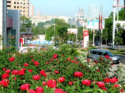 Розы в разных форматах для скачивания