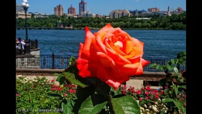 Фото розы в формате JPG с изменяемыми размерами