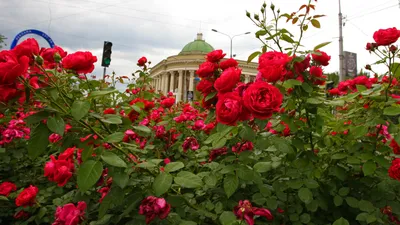 Фотография розы с различными параметрами