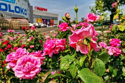 Красивая фотография розы для загрузки