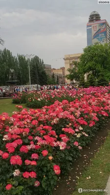 [41+] Розы донецка фото