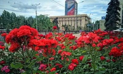 Изображение розы с выбором формата и размера