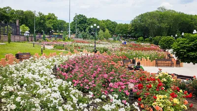 Фото розы в формате WEBP с изменяемыми параметрами
